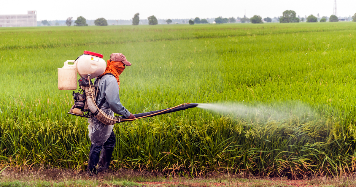 Carfentrazone-Ethyl In Rice Cultivation