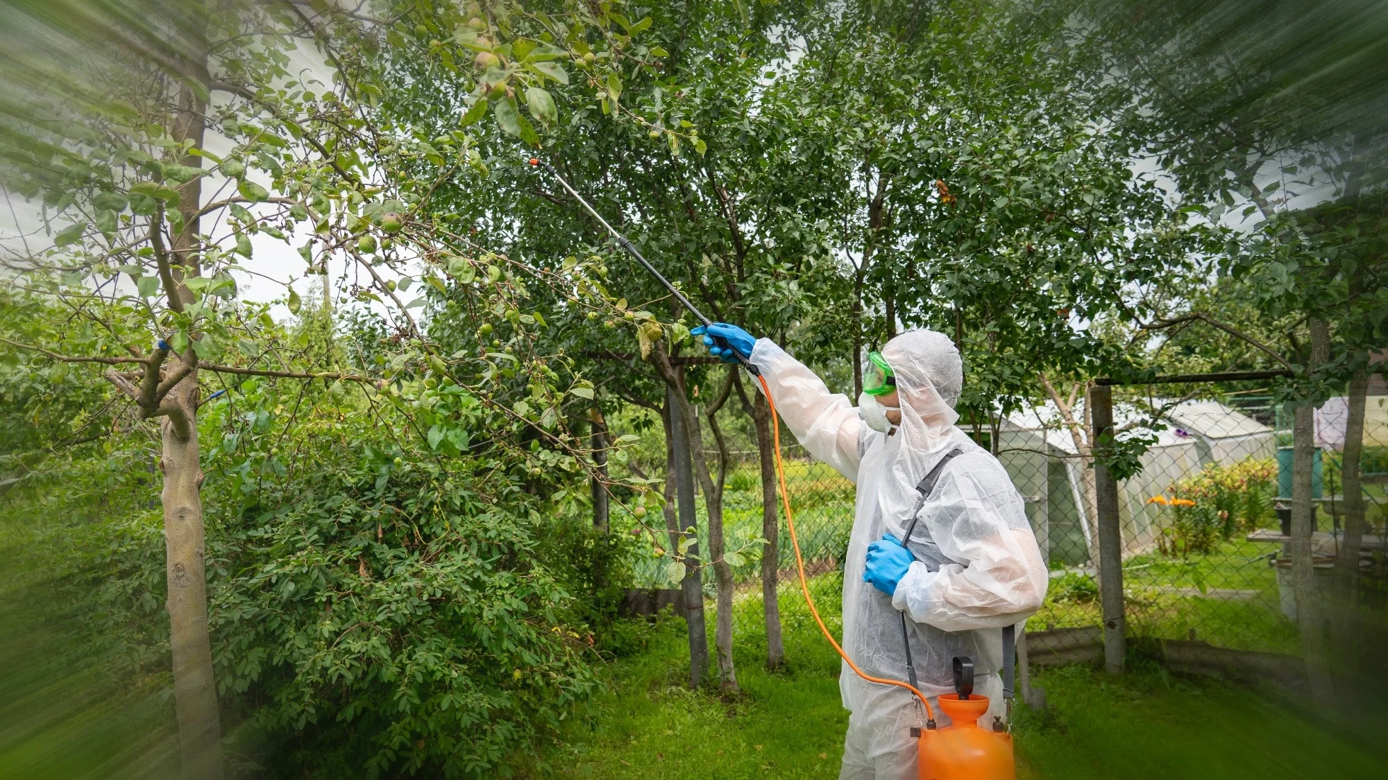 Diafenthiuron In Fruit Tree Pest Management